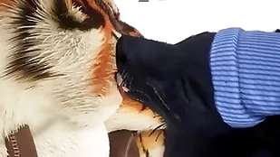Casanova gives tiger an inappropriate christmas present - wildlife